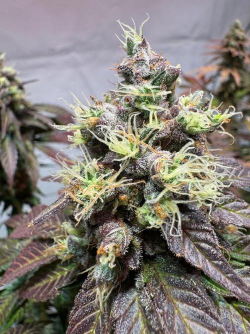 blue zushi,sensi amnesia,blue gelato 41. Week 14
