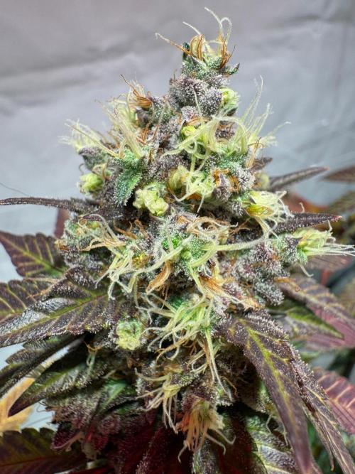 blue zushi,sensi amnesia,blue gelato 41. Week 14