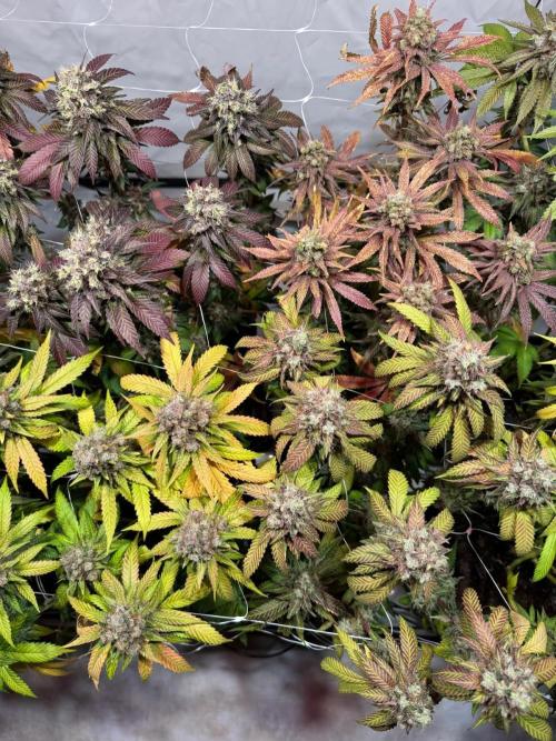 blue zushi,sensi amnesia,blue gelato 41. Week 14