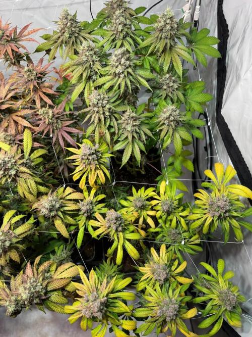blue zushi,sensi amnesia,blue gelato 41. Week 14
