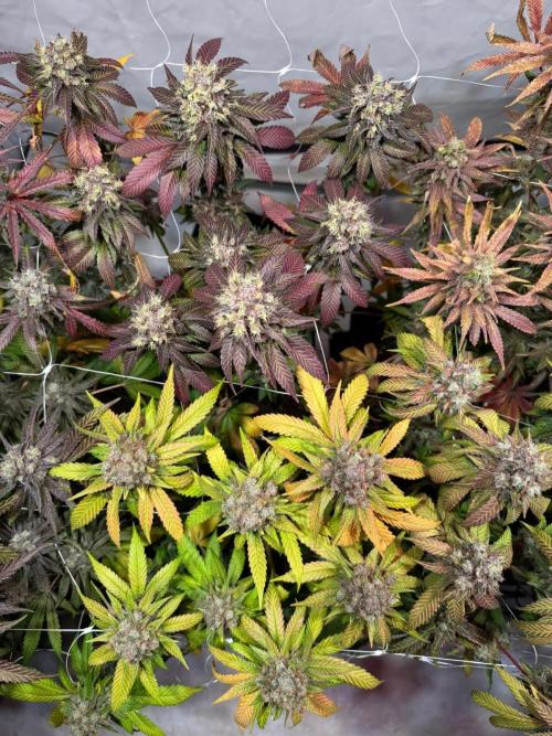 blue zushi,sensi amnesia,blue gelato 41. Week 14