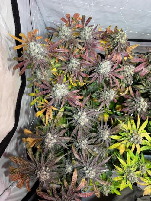 blue zushi,sensi amnesia,blue gelato 41. Week 14