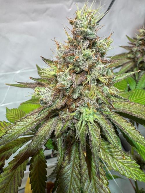 blue zushi,sensi amnesia,blue gelato 41. Week 14