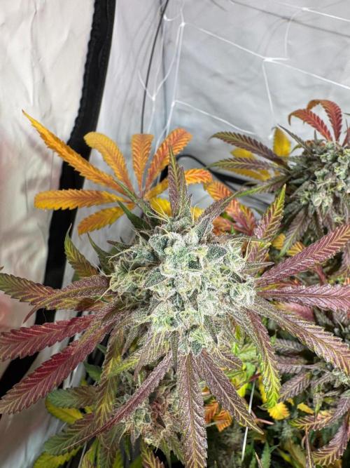 blue zushi,sensi amnesia,blue gelato 41. Week 14