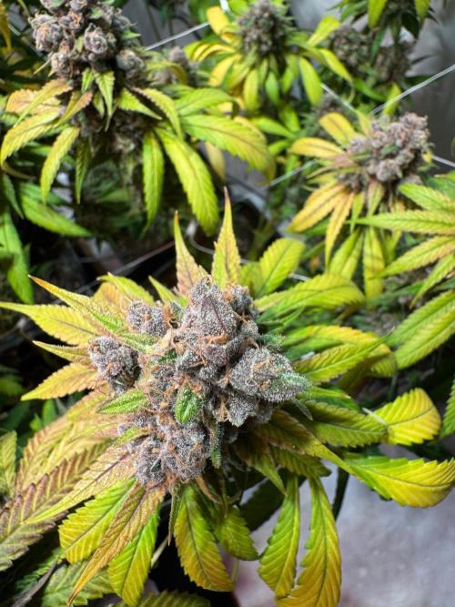 blue zushi,sensi amnesia,blue gelato 41. Week 14