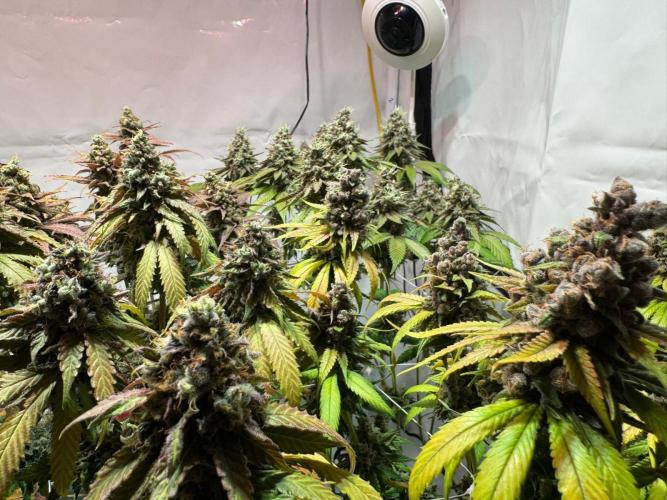 blue zushi,sensi amnesia,blue gelato 41. Week 14