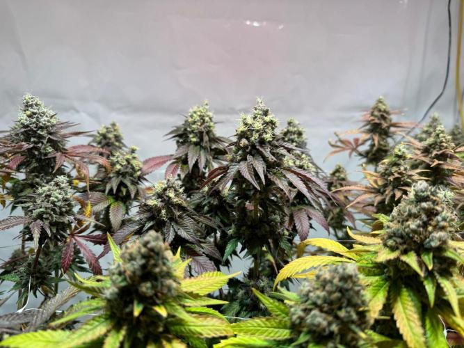 blue zushi,sensi amnesia,blue gelato 41. Week 14