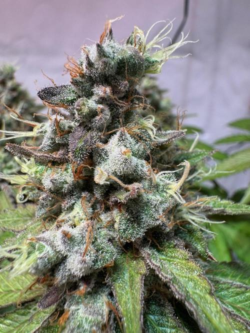 blue zushi,sensi amnesia,blue gelato 41. Week 14