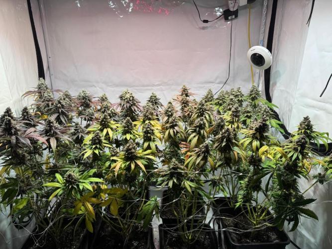 blue zushi,sensi amnesia,blue gelato 41. Week 14