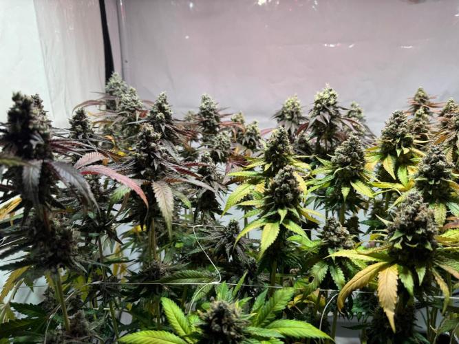 blue zushi,sensi amnesia,blue gelato 41. Week 14