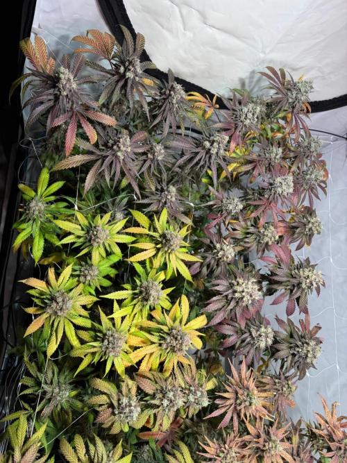 blue zushi,sensi amnesia,blue gelato 41. Week 14