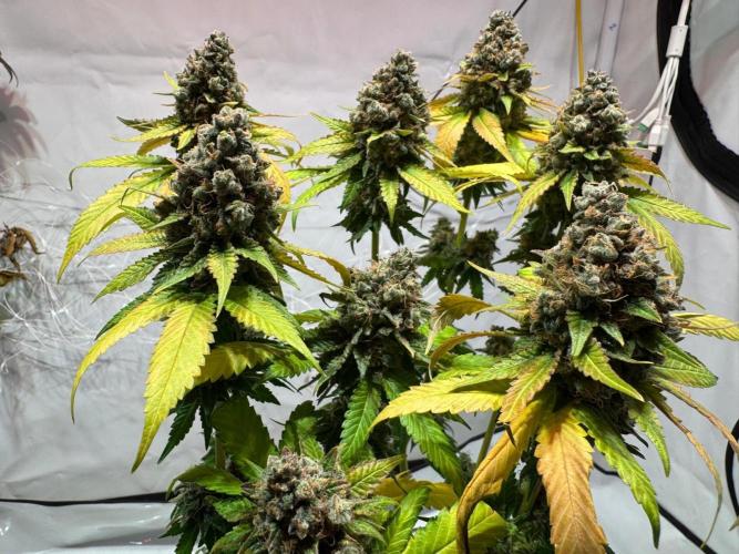 blue zushi,sensi amnesia,blue gelato 41. Week 15