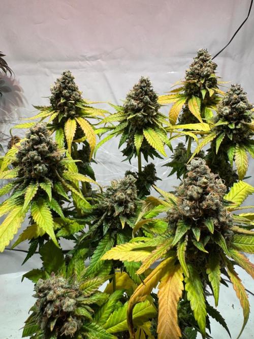 blue zushi,sensi amnesia,blue gelato 41. Week 15