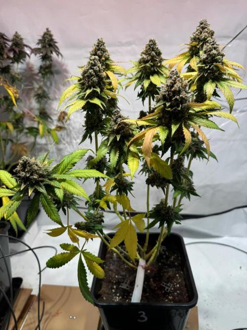 blue zushi,sensi amnesia,blue gelato 41. Week 15