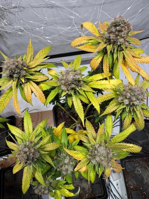 blue zushi,sensi amnesia,blue gelato 41. Week 15