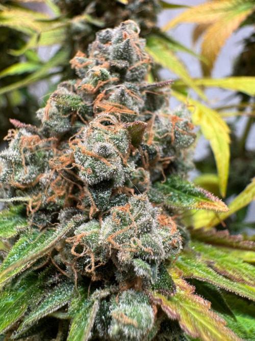 blue zushi,sensi amnesia,blue gelato 41. Week 15