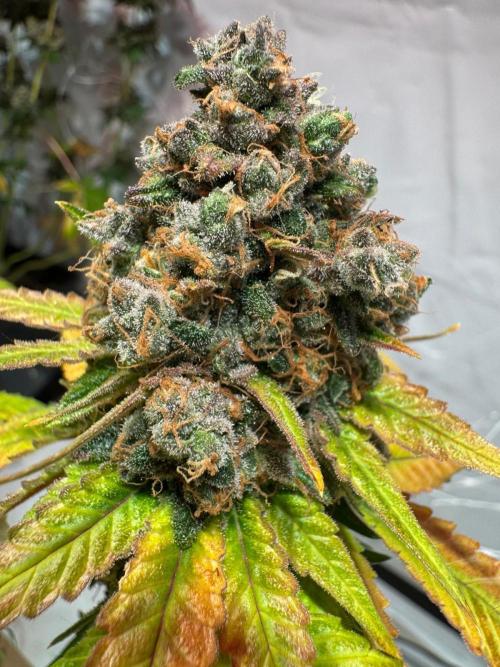 blue zushi,sensi amnesia,blue gelato 41. Week 15