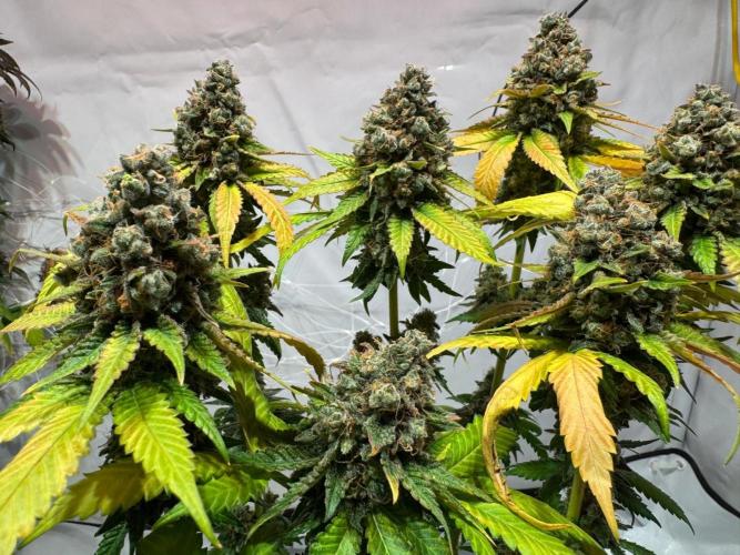 blue zushi,sensi amnesia,blue gelato 41. Week 15