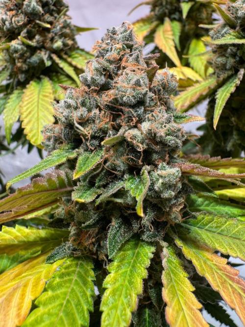 blue zushi,sensi amnesia,blue gelato 41. Week 15
