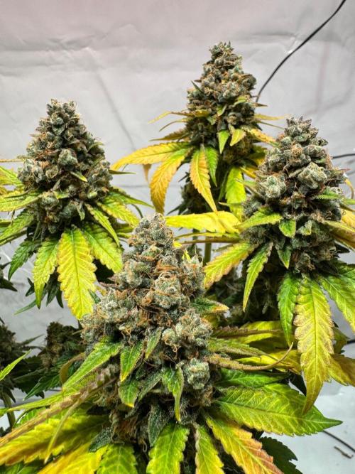 blue zushi,sensi amnesia,blue gelato 41. Week 15
