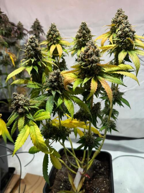 blue zushi,sensi amnesia,blue gelato 41. Week 15