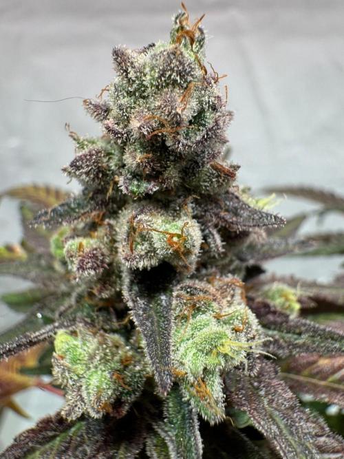 blue zushi,sensi amnesia,blue gelato 41. Week 15