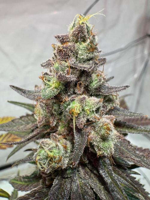 blue zushi,sensi amnesia,blue gelato 41. Week 15