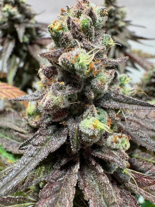 blue zushi,sensi amnesia,blue gelato 41. Week 15