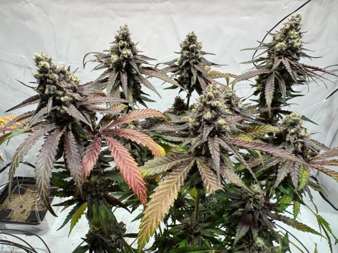 blue zushi,sensi amnesia,blue gelato 41. Week 15