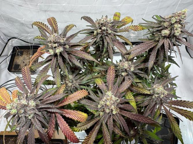 blue zushi,sensi amnesia,blue gelato 41. Week 15
