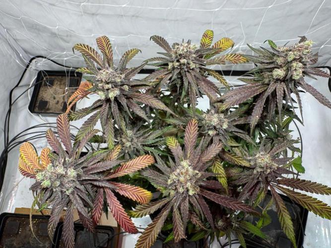 blue zushi,sensi amnesia,blue gelato 41. Week 15