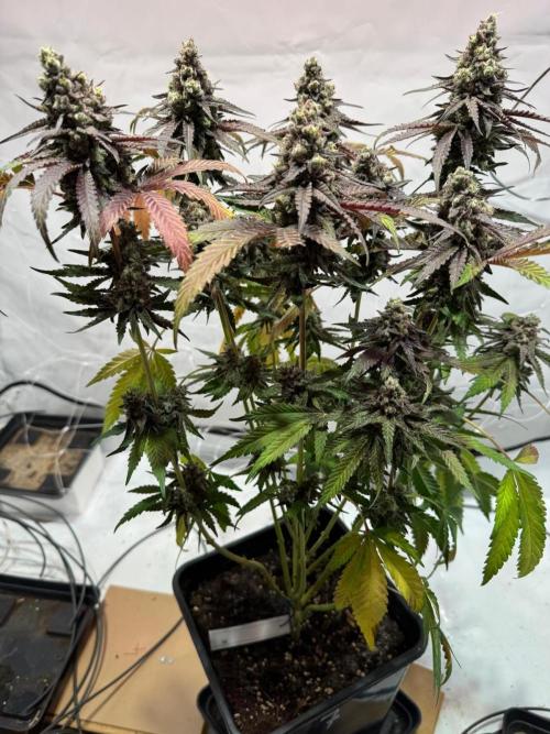 blue zushi,sensi amnesia,blue gelato 41. Week 15