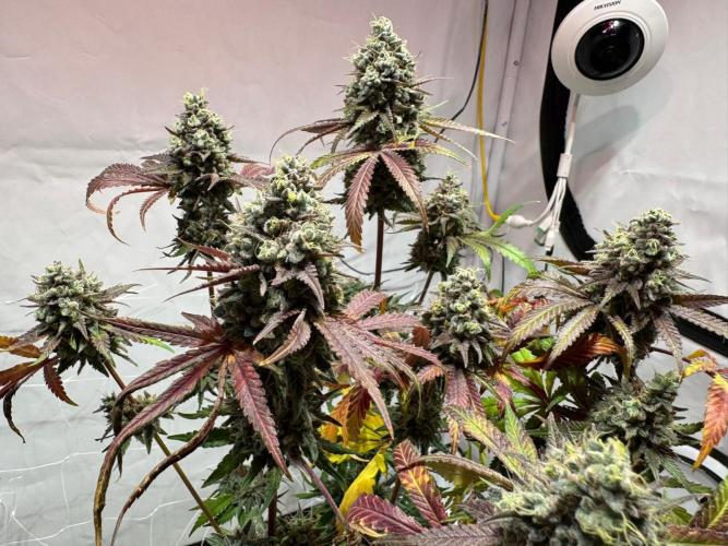 blue zushi,sensi amnesia,blue gelato 41. Week 15