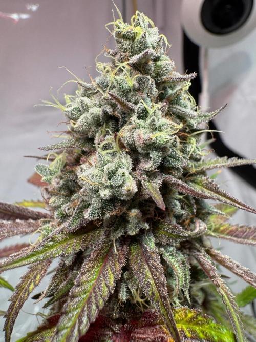 blue zushi,sensi amnesia,blue gelato 41. Week 15