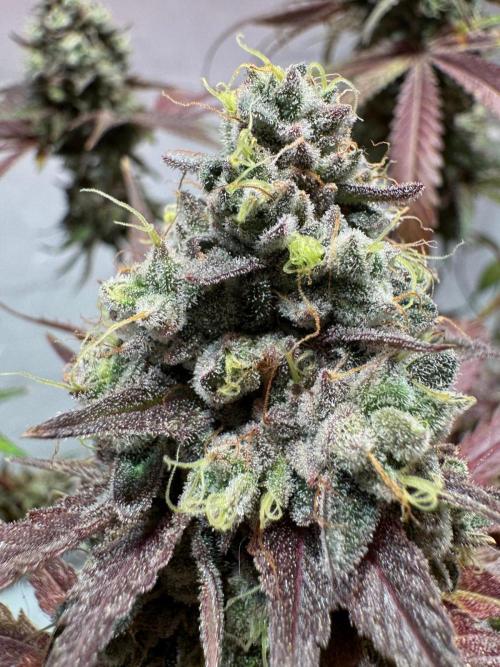 blue zushi,sensi amnesia,blue gelato 41. Week 15