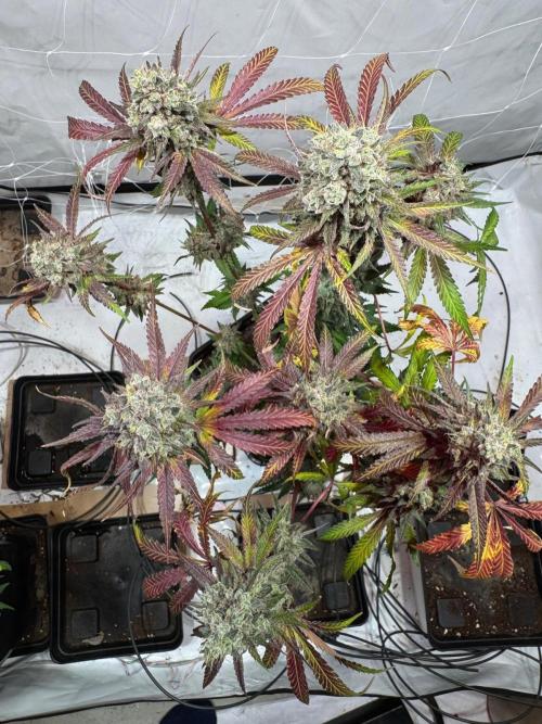 blue zushi,sensi amnesia,blue gelato 41. Week 15