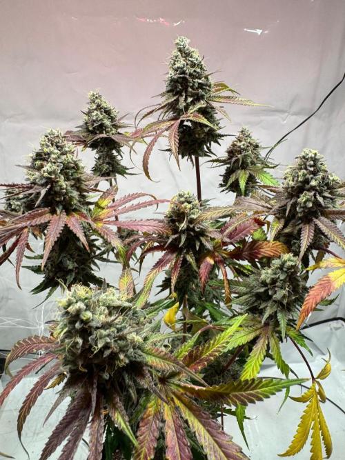blue zushi,sensi amnesia,blue gelato 41. Week 15