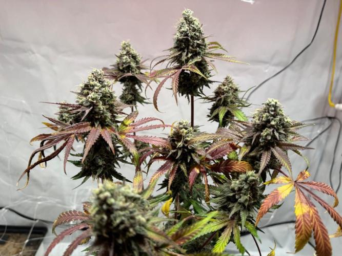 blue zushi,sensi amnesia,blue gelato 41. Week 15