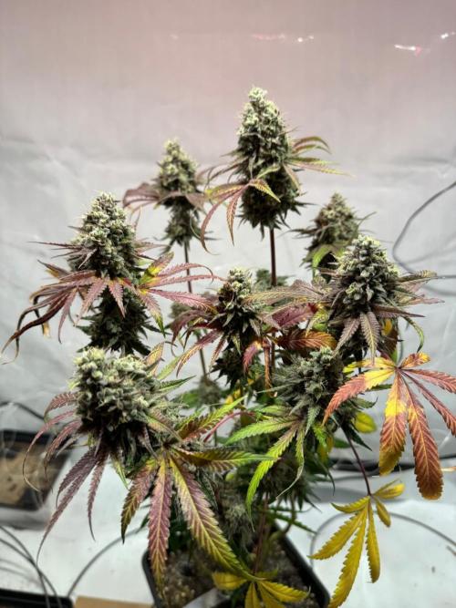 blue zushi,sensi amnesia,blue gelato 41. Week 15