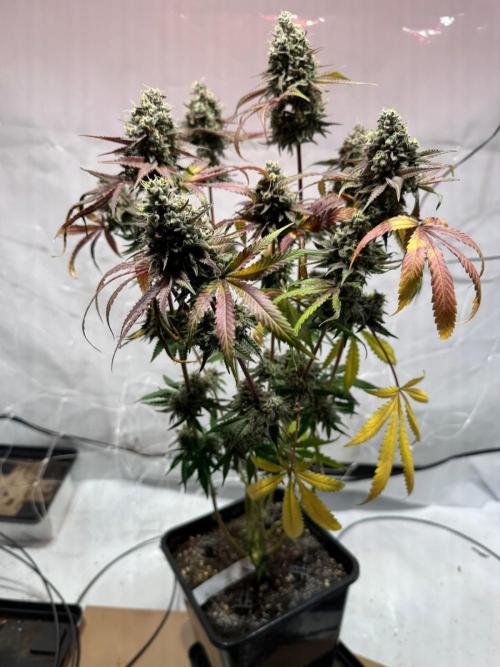 blue zushi,sensi amnesia,blue gelato 41. Week 15