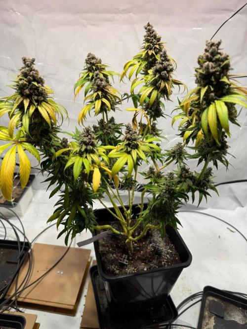 blue zushi,sensi amnesia,blue gelato 41. Week 15