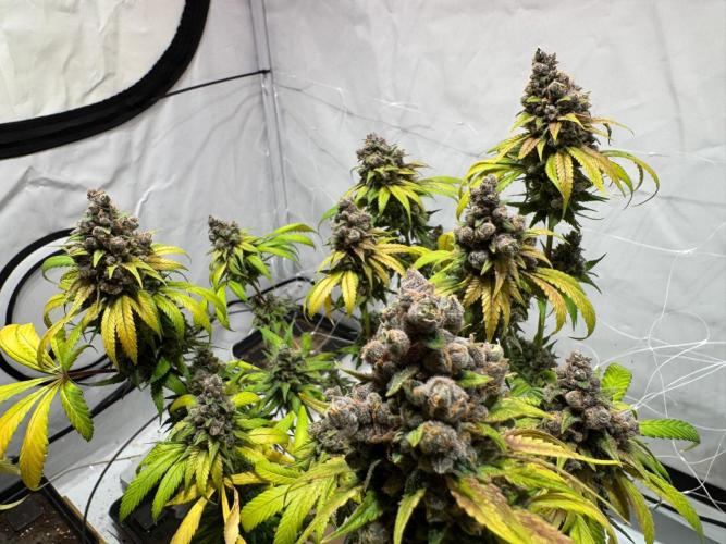 blue zushi,sensi amnesia,blue gelato 41. Week 15