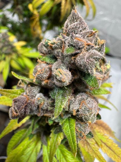 blue zushi,sensi amnesia,blue gelato 41. Week 15