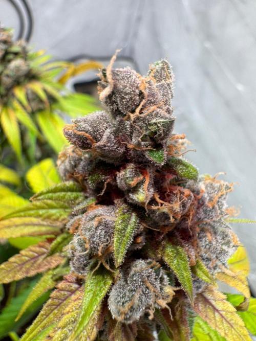 blue zushi,sensi amnesia,blue gelato 41. Week 15