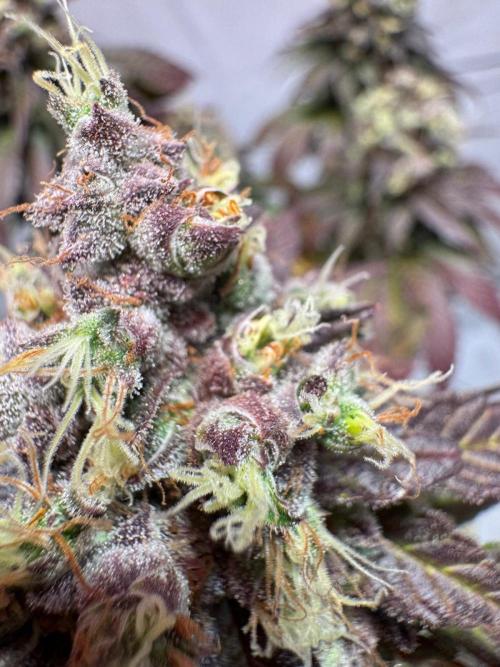 blue zushi,sensi amnesia,blue gelato 41. Week 15