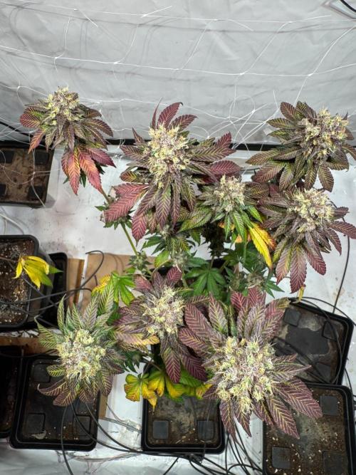 blue zushi,sensi amnesia,blue gelato 41. Week 15