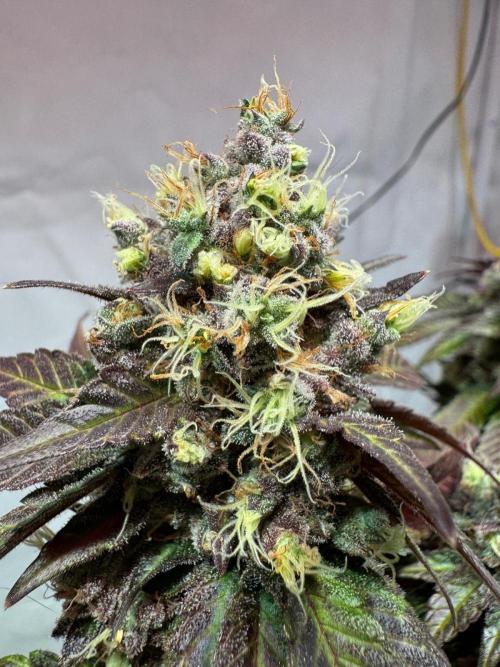 blue zushi,sensi amnesia,blue gelato 41. Week 15