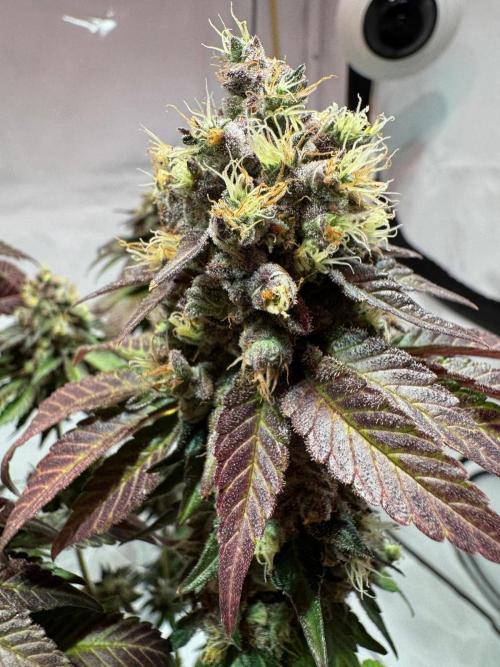 blue zushi,sensi amnesia,blue gelato 41. Week 15