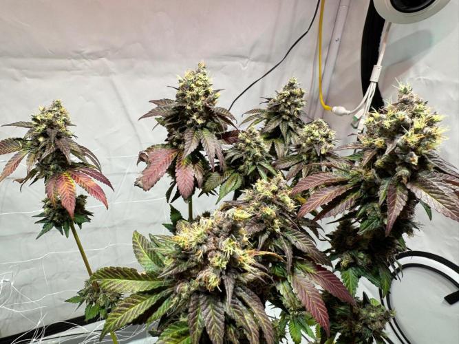 blue zushi,sensi amnesia,blue gelato 41. Week 15