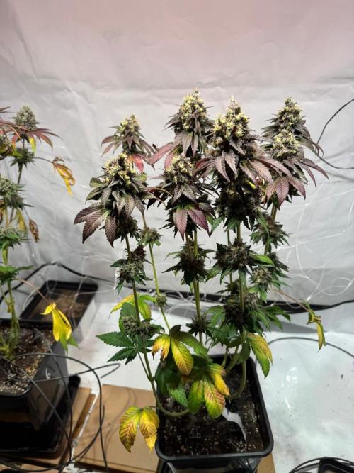 blue zushi,sensi amnesia,blue gelato 41. Week 15